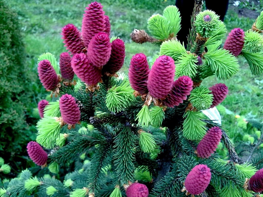 Ель обыкновенная Акрокона
(Picea abies Acrocona)