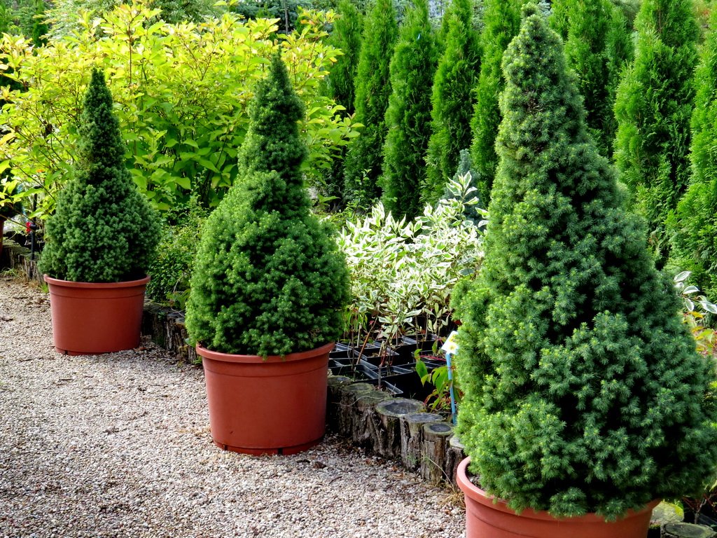 Ель канадская Коника (Picea glauca Conica)