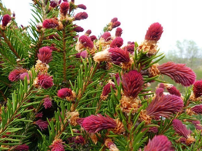 Ель обыкновенная Круента
(Picea abies Cruenta)