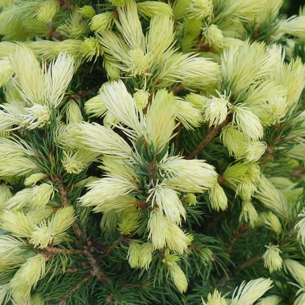 Ель канадская Дейзи Уайт
(Picea glauca Daisy's White)