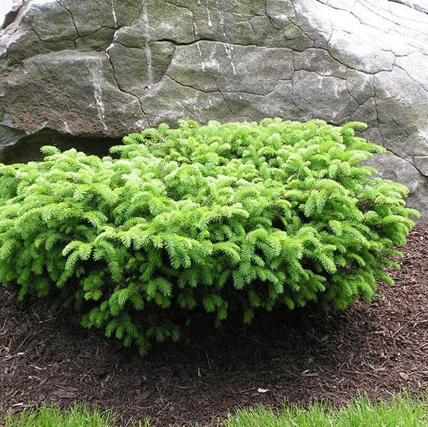 Ель обыкновенная Нидиформис (Picea abies Nidiformis)