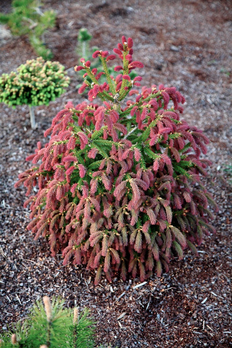 Ель обыкновенная Ридал
(Picea abies Rydal)