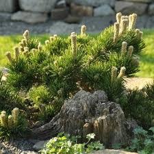 Сосна горная Якобсен
(Pinus mugo Jakobsen)